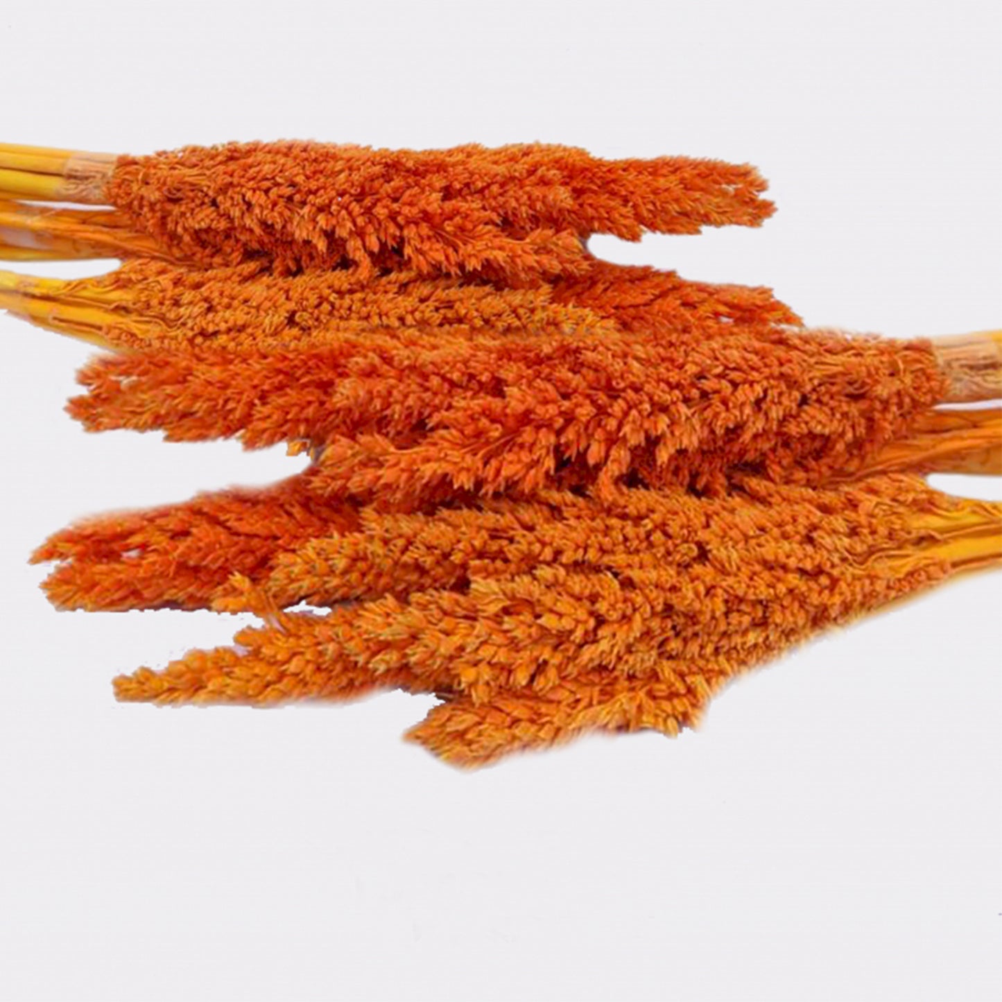 Cantal Grass Bunch - Orange