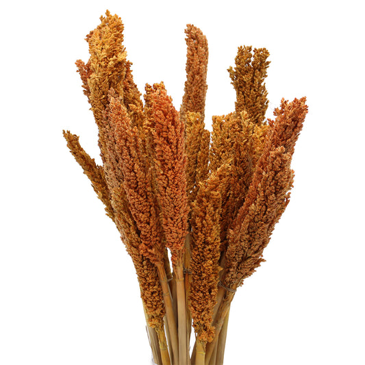 Cantal Grass Bunch - Orange